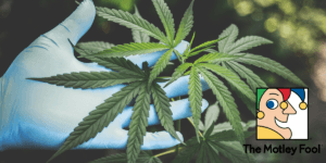 Motley Fools #1 Pot Stock